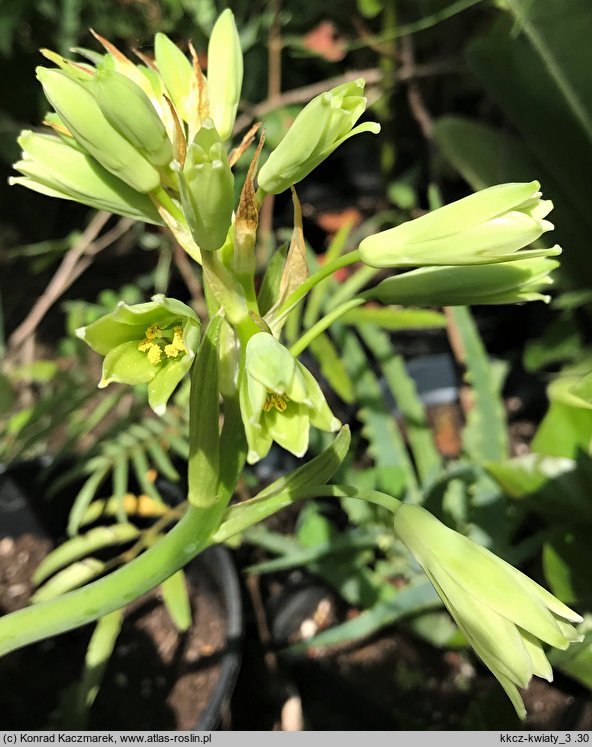 Ornithogalum viridiflorum