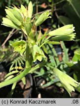 Ornithogalum viridiflorum