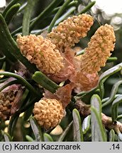 Abies koreana (jodła koreańska)