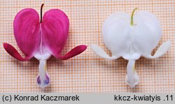 Dicentra spectabilis (serduszka okazałe)