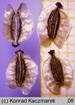 Laserpitium prutenicum (okrzyn łąkowy)