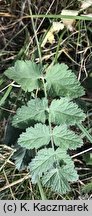 Pimpinella nigra (biedrzeniec czarny)