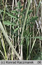 Pimpinella nigra (biedrzeniec czarny)