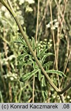 Pimpinella nigra (biedrzeniec czarny)