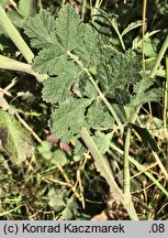 Pimpinella nigra (biedrzeniec czarny)