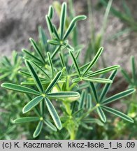 Lupinus angustifolius (łubin wąskolistny)