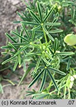 Lupinus angustifolius (łubin wąskolistny)