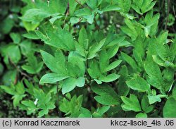 Dicentra spectabilis (serduszka okazałe)