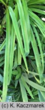 Hemerocallis fulva (liliowiec rdzawy)