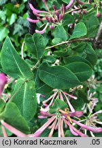 Lonicera caprifolium (wiciokrzew przewiercień)