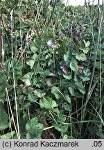 Pimpinella nigra (biedrzeniec czarny)