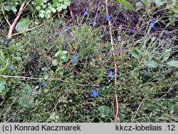 Lobelia erinus (lobelia przylądkowa)