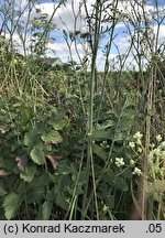 Pimpinella nigra (biedrzeniec czarny)