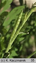 Hirschfeldia incana (hirszfeldia szara)