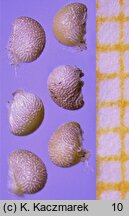 Potentilla micrantha (pięciornik drobnokwiatowy)