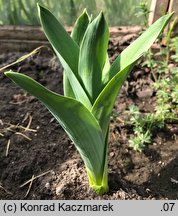 Allium schubertii (czosnek Schuberta)