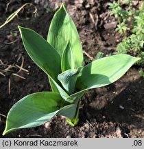 Allium schubertii (czosnek Schuberta)