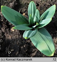 Allium cristophii (czosnek białawy)