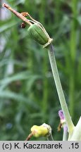 Fritillaria persica (szachownica perska)