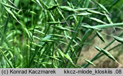 Bromus squarrosus (stokłosa łuskowata)