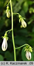 Adenophora liliifolia (dzwonecznik wonny)