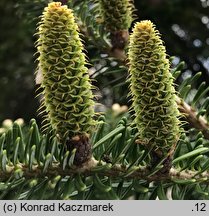 Abies koreana (jodła koreańska)