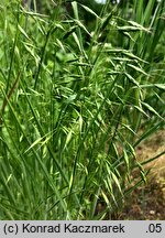 Bromus squarrosus (stokłosa łuskowata)