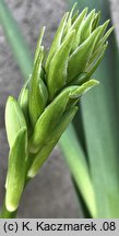 Ornithogalum viridiflorum