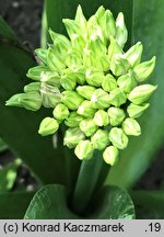 Allium schubertii (czosnek Schuberta)