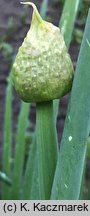 Allium fistulosum (czosnek dęty)