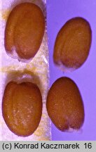 Moricandia arvensis