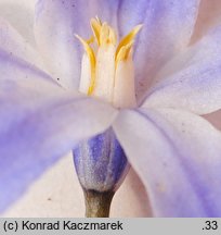 Chionodoxa luciliae (śnieżnik lśniący)