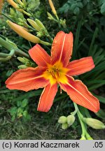 Hemerocallis fulva (liliowiec rdzawy)