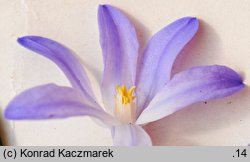 Chionodoxa luciliae (śnieżnik lśniący)