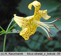 Lilium lancifolium (lilia tygrysia)