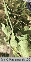 Pimpinella nigra (biedrzeniec czarny)