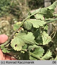 Pimpinella nigra (biedrzeniec czarny)