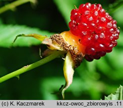 Rubus illecebrosus (jeżyna (malina) ponętna)