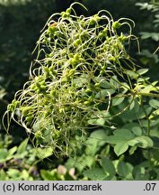 Clematis recta (powojnik prosty)