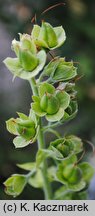 Digitalis purpurea (naparstnica purpurowa)
