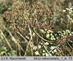 Pimpinella nigra (biedrzeniec czarny)