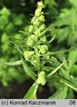 Aconitum lycoctonum ssp. lycoctonum (tojad lisi typowy)