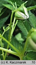 Rubus illecebrosus (jeżyna (malina) ponętna)