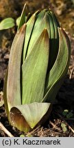 Fritillaria persica (szachownica perska)