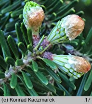 Abies koreana (jodła koreańska)