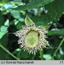 Rubus illecebrosus (jeżyna (malina) ponętna)