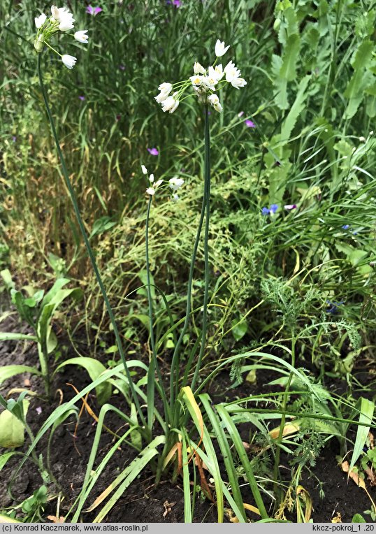 Allium roseum (czosnek różowy)