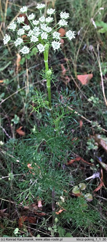 Seseli annuum (żebrzyca roczna)