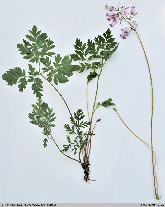 Dicentra formosa (serduszka piękne)