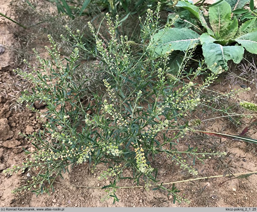 Lepidium ruderale (pieprzyca gruzowa)